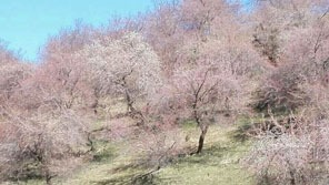Yili