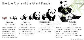 Life Cycle of the Giant Pandas- from Birth to Death