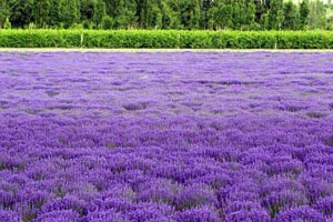 Lavender