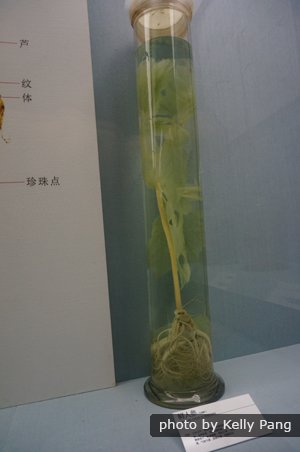 Ginseng