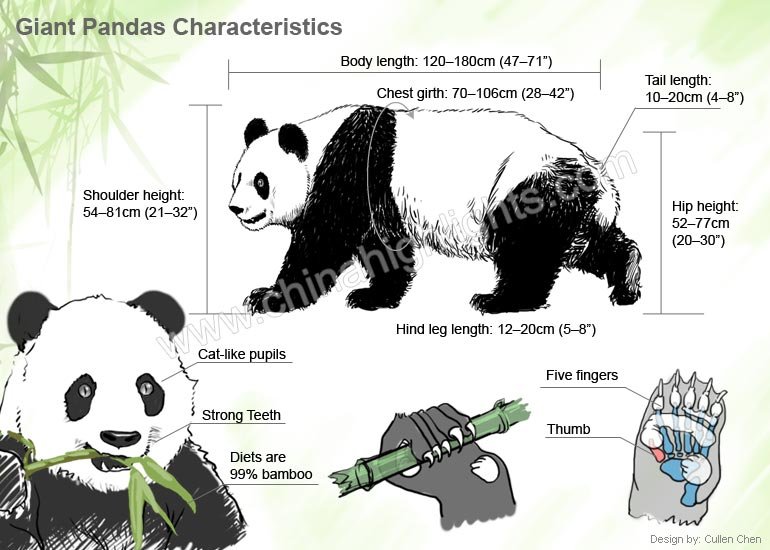 Physical description - giant-panda