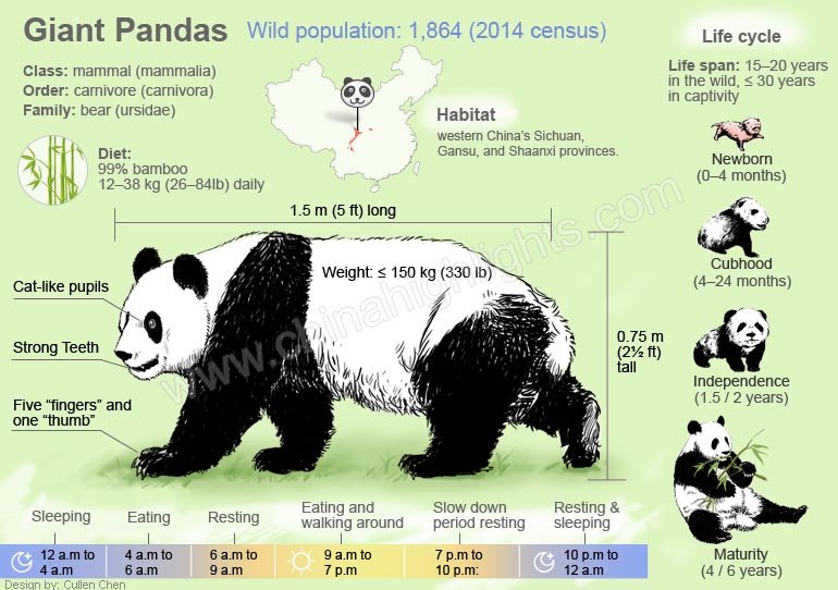 Image result for panda