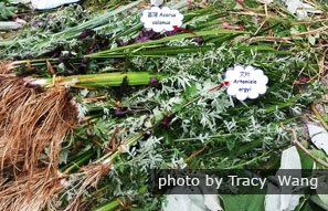 mugwort