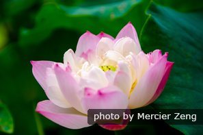 Lotus