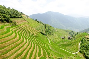 Longji Rice Terraces In July
