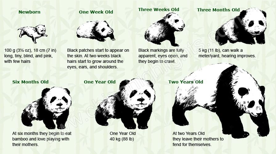 Growing Process from a Baby Panda to a Giant Panda