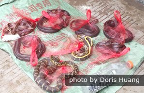 Snakes are eaten in China