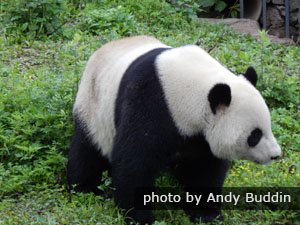 Giant panda has black-and-white coat