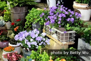 Hong Kong Flower Show