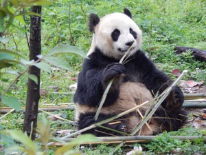 Chengdu