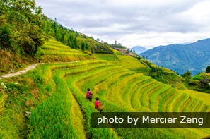 Longji Rice Terraces