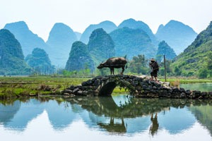 Water Buffalo On A Bridge In Guilin