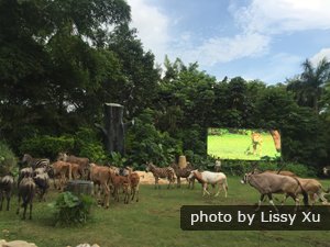 Chimelong Safari Park