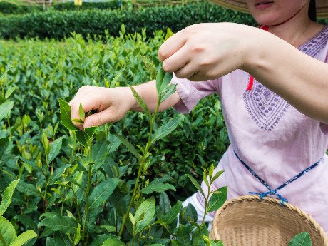 Pick tea leaves