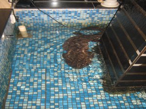 Giant Salamander at Cat Mountain in Guilin