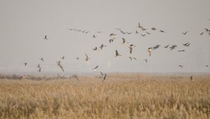 Beidagang wetland