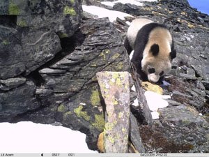 Wild panda at wolong