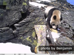 Giant panda in Wolong