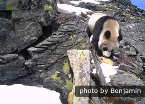 Wolong Panda
