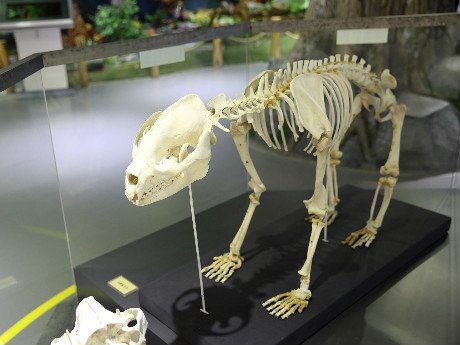 Wolong Panda Museum