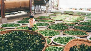 Drying Tea Leaves