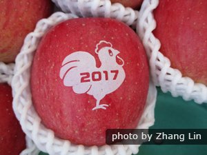 Zodiac and Spring Festival