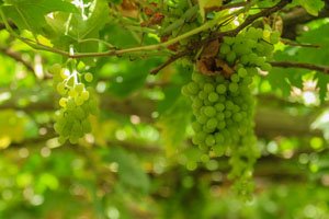 Grape
