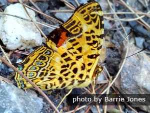 Yellow Mosaic Butterfly In Guilin