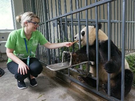 Feed a panda
