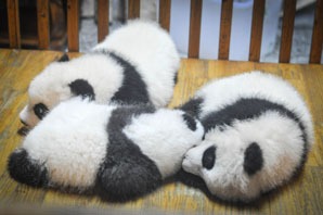 Join baby panda volunteer program in wolong