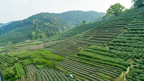Meijiawu Tea Plantation
