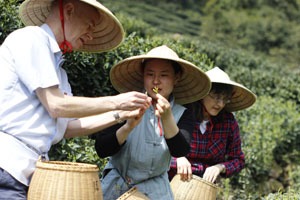 China Highlights customers picking tea in Hangzhou