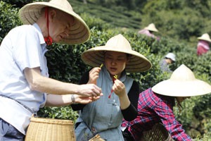 Picking Tea Leaves