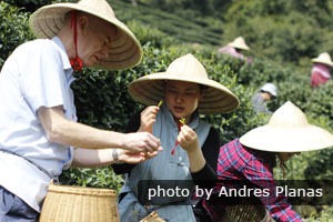 A private tour to a tea plantation in Hangzhou
