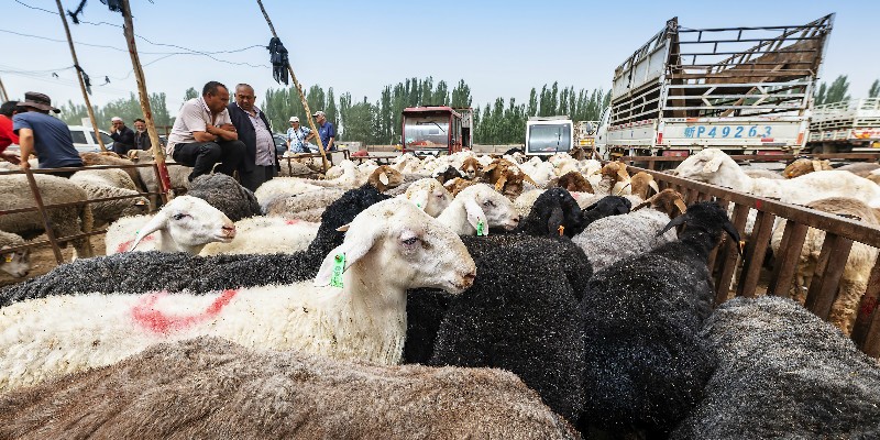 Livestock Market
