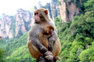 Monckys In Longhu Mountain