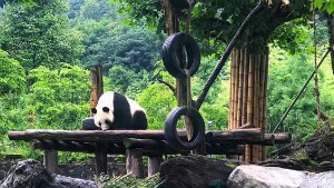 Panda