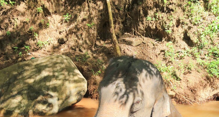 Elephant