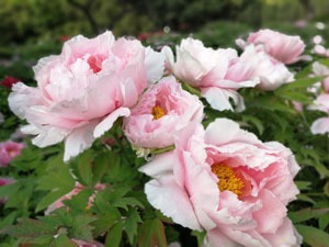 Luoyang peony