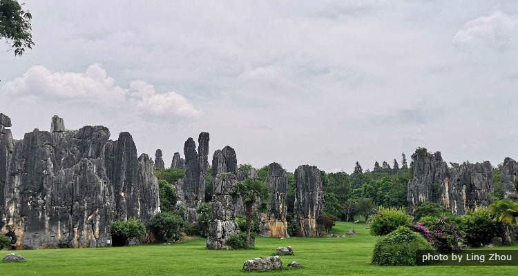 Stone Forest