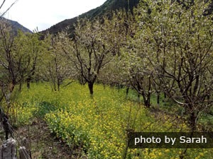 Tail end of spring in Jiaju