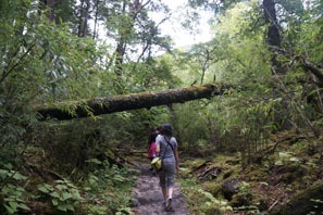 Hike in wolong to see wild panda