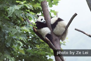 Wolong panda center