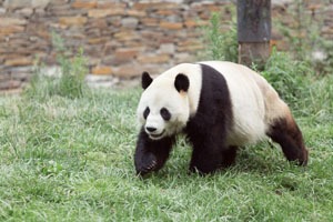Wild panda
