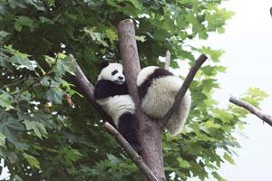 Wolong panda center
