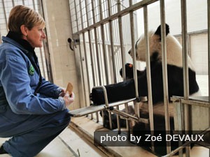 Panda volunteer program in wolong