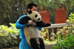 Hold a panda