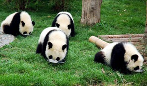 Chengdu