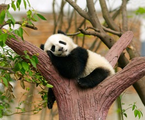Hold a baby panda