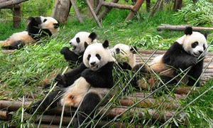 Giant pandas in chengdu panda base